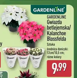 ALDI Gwiazda betlejemska Gardenline oferta