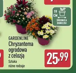 ALDI Chryzantema ogrodowa z celozją Gardenline oferta