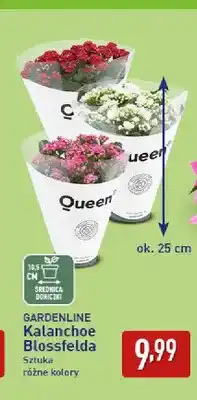 ALDI Kalanchoe Blossfelda Gardenline oferta