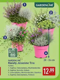 ALDI Kwiaty jesienne Trio Calocephalus Muehlenbeckia Dianthus Gardenline oferta