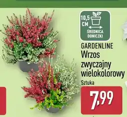 ALDI Wrzos zwyczajny wielokolorowy Gardenline oferta