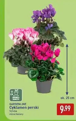 ALDI Cyklamen perski Gardenline oferta