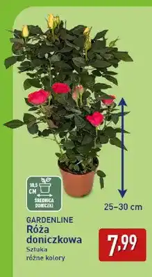 ALDI Róża doniczkowa Gardenline oferta