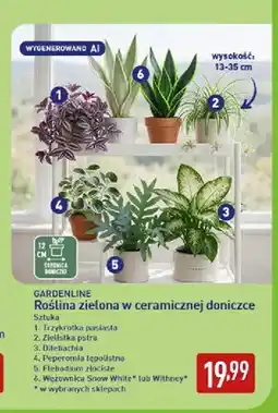 ALDI Roślina zielona w ceramicznej doniczce trzykrotka pasiasta Gardenline oferta