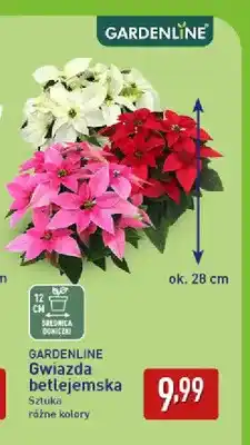 ALDI Gwiazda betlejemska Gardenline oferta