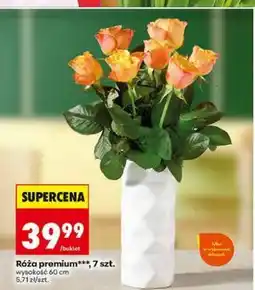 Biedronka Róża premium, 7 szt oferta
