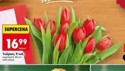 Biedronka Tulipan, 9 szt oferta