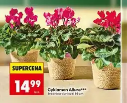Biedronka Cyklamen Allure oferta