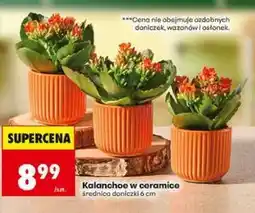 Biedronka Kalanchoe w ceramice oferta