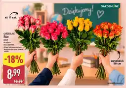 ALDI Bukiet róż Gardenline oferta