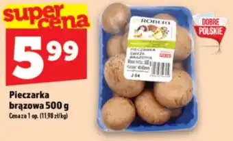 Pieczarka brązowa Robert
