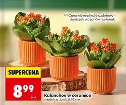 Biedronka Kalanchoe w ceramice oferta
