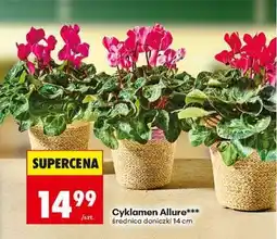 Biedronka Cyklamen Allure oferta