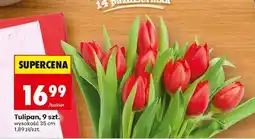 Biedronka Tulipan, 9 szt oferta