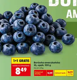 Biedronka Borówka amerykańska oferta