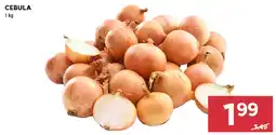 Stokrotka Cebula oferta