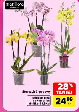 Carrefour Storczyk Mariflora oferta
