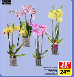 Carrefour Storczyk Mariflora oferta