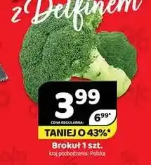 Brokuł polski