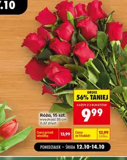 Biedronka Róża oferta