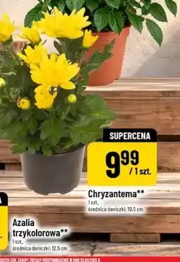 Polomarket Chryzantema oferta