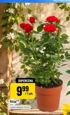 Polomarket Róża oferta