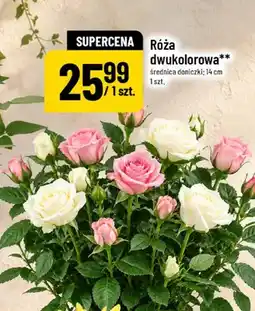 Polomarket Róża dwukolorowa oferta