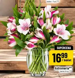 Polomarket Astromeria bukiet 6 szt oferta