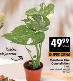Delikatesy Centrum Monstera Thai Constellation oferta