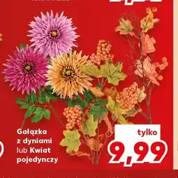 Kaufland Gałązka z dyniami oferta