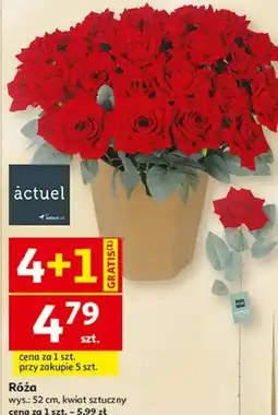 Auchan Róża sztuczna Actuel oferta
