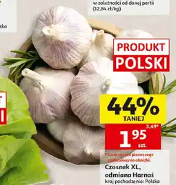Auchan Czosnek XL odmiana Harnaś oferta