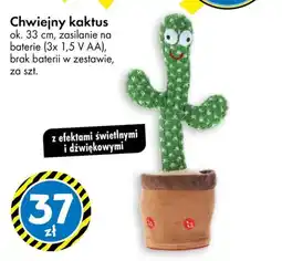 Tedi Chwiejny kaktus oferta