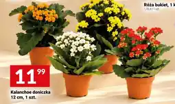 Twój Market Kalanchoe doniczka oferta