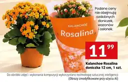 Twój Market Kalanchoe Rosalina oferta