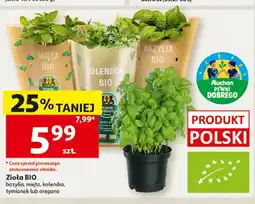 Auchan Zioła BIO bazylia Pewni Dobrego oferta