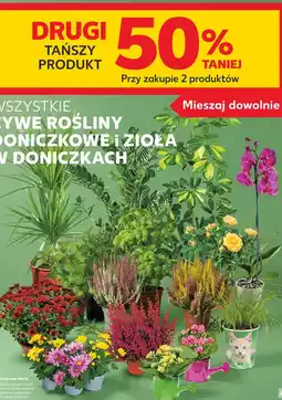 Kaufland Wszystkie żywe rośliny doniczkowe i zioła w doniczkach oferta