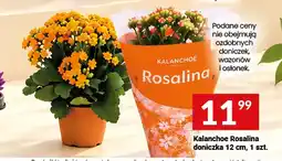 Twój Market Kalanchoe Rosalina doniczka 12 cm oferta