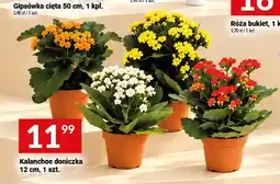 Twój Market Kalanchoe doniczka 12 cm oferta