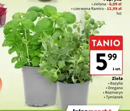Intermarche Zioła bazylia oferta