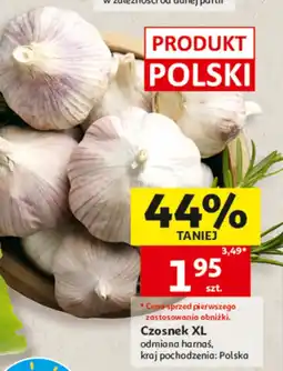 Auchan Czosnek Harnaś oferta