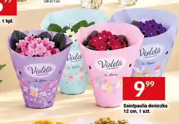 Twój Market Saintpaulia doniczka 12 cm Violeta oferta