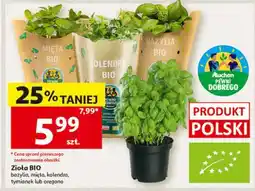 Auchan Zioła bio oferta