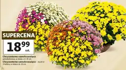 Auchan Chryzantema samokrzewiąca oferta