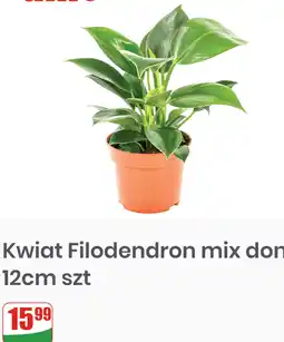 Dino Kwiat Filodendron mix don 12cm szt oferta