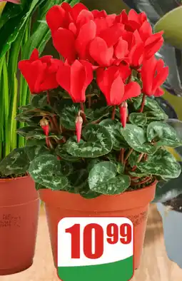 Dino Cyklamen doniczkowy oferta
