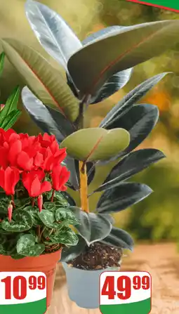 Dino Fikus sprężysty doniczkowy oferta