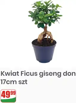 Dino Kwiat Ficus giseng don 17cm szt oferta