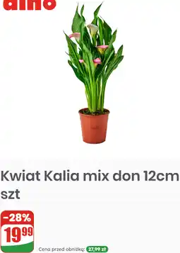 Dino Kwiat Kalia mix don 12cm szt oferta