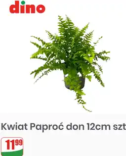 Dino Kwiat Paproć don 12cm szt oferta